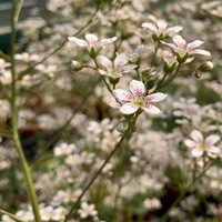 Saxifraga  'Monarch'